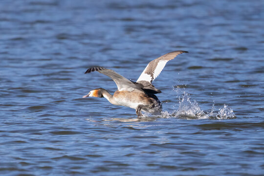 great crested grebe