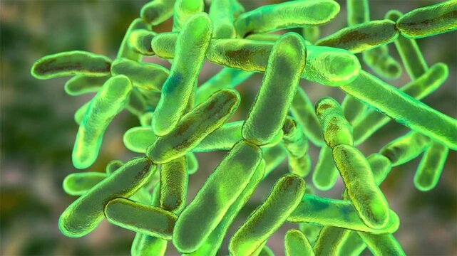 Bifidobacteria, 3D animation illustrating clinically relevant probiotic bacteria of the human gut microbiota associated with digestive health and immune balance.