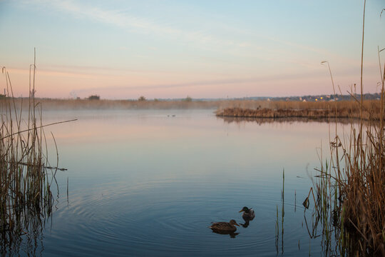 Two wild ducks swimming on a calm lake surrounded by tall reeds at dusk. Peaceful wetland landscape with still water, soft pastel sky and reflections, creating a tranquil natural atmosphere.