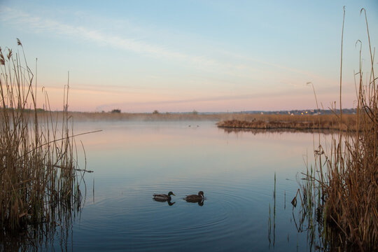 Two wild ducks swimming on a calm lake surrounded by tall reeds at dusk. Peaceful wetland landscape with still water, soft pastel sky and reflections, creating a tranquil natural atmosphere.