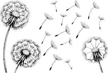 Dibujo a mano de flores de diente de león con semillas volando al viento aislado sobre un fondo blanco © Stock Soul