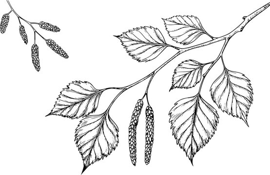 Dibujo a mano de una rama de abedul con hojas verdes y amentos aislada sobre un fondo blanco