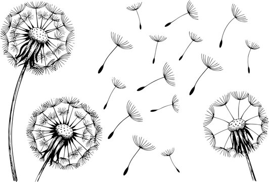 Dibujo a mano de flores de diente de le&oacute;n con semillas volando al viento aislado sobre un fondo blanco