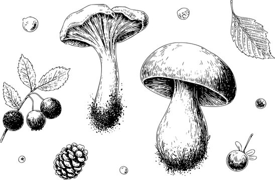 Dibujo a mano de hongos del bosque, bayas, pi&ntilde;a de pino y hojas aislado sobre un fondo blanco