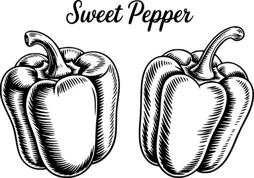 Dibujo a mano de dos pimientos dulces con un estilo de grabado vintage y etiqueta tipogr&aacute;fica