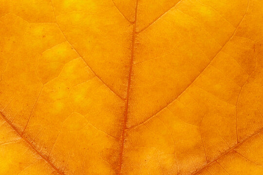 natural autumnal backdrop: close up of maple leaf texture
