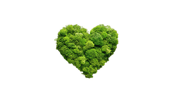 Green moss heart shape on white background
