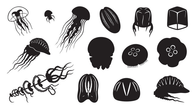 Various jellyfish and cnidarian species silhouette collection on white background.