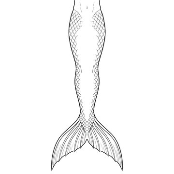 Hand drawn sketch of classic scale merman tail diving down isolated. Black line art illustration.