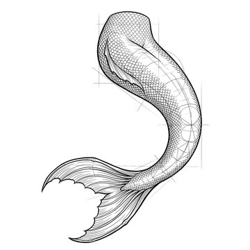 Hand drawn sketch of merman tail with fine small scales isolated. Black line art illustration.