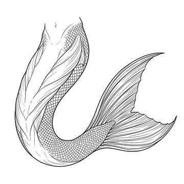 Hand drawn sketch of classic scale merman tail twisted pose isolated. Black line art illustration.
