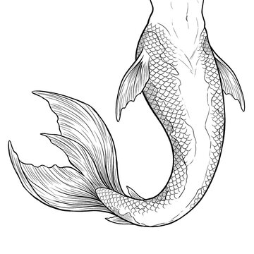 Hand drawn sketch of rare double fin koi merman tail isolated. Black line art illustration.