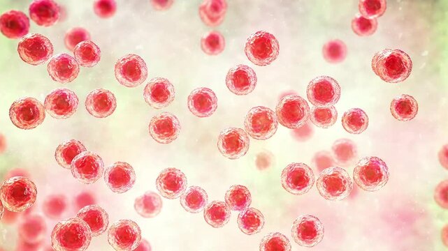 Streptococcus pyogenes bacterium, 3D animation showing spherical Gram-positive cocci arranged in chains, representing characteristic group A streptococcal morphology.