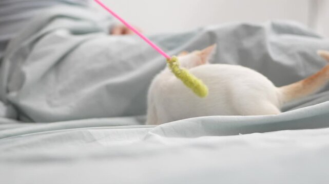 White kitten lying on soft bed sheets