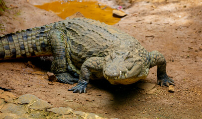 Fototapeta premium Crocodiles in nature swim in the lake. Many predators lie on the banks of the river, basking in the sun. Close-up of a crocodile.
