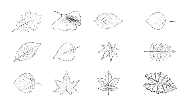 Hand drawn sketch collection of autumn leaves like maple,  aspen and sumak with dynamic ink line art illustration