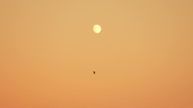 Moon bird sunset peaceful nature footage showing a solitary bird flying against a warm glowing orange sky during the twilight hour