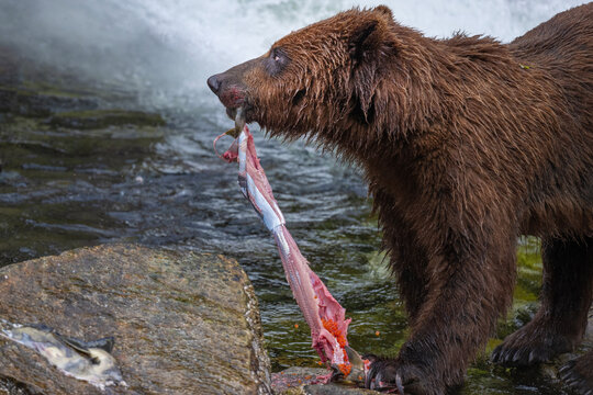 Coastal Brown Bear Salmon Fishing