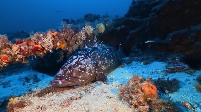 Big grouper fish stills on the seabed - Undersea life