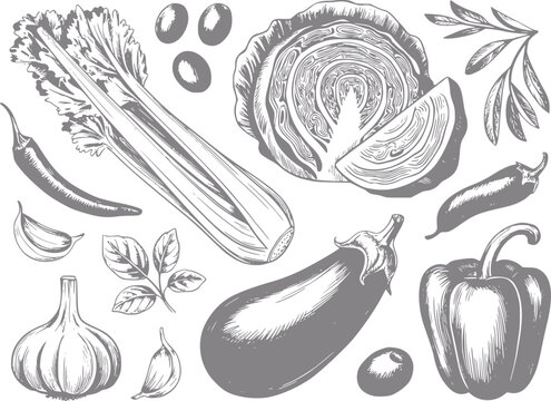 Dibujo a mano de verduras frescas incluyendo apio, col, berenjena, pimientos, ajo y hierbas