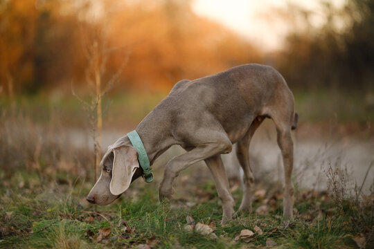 A curious young Weimaraner puppy with a blue collar sniffs the ground amid fallen leaves and grass in a serene autumn field at sunset, capturing natural pet behavior in soft light