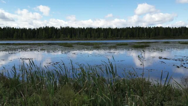Rising aerial footage in wetlands near a shallow marshy lake. Cattails, reeds, lily pads grow in a native Minnesotan ecosystem. Old growth forest borders the blue waters of a lake in summer