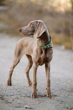 An alert Weimaraner dog stands in a grassy field at sunset, wearing a green collar, showcasing elegant poise in a serene natural landscape.