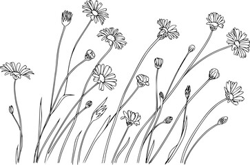 Una l√≠nea en blanco y negro de un grupo de margaritas silvestres y capullos de flores sobre fondo blanco
