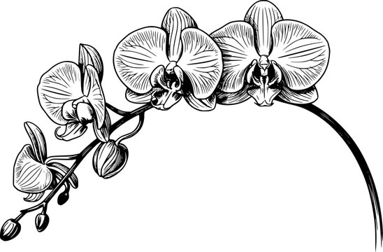 Una l&iacute;nea en blanco y negro de una rama de orqu&iacute;dea en flor con flores y peque&ntilde;os capullos