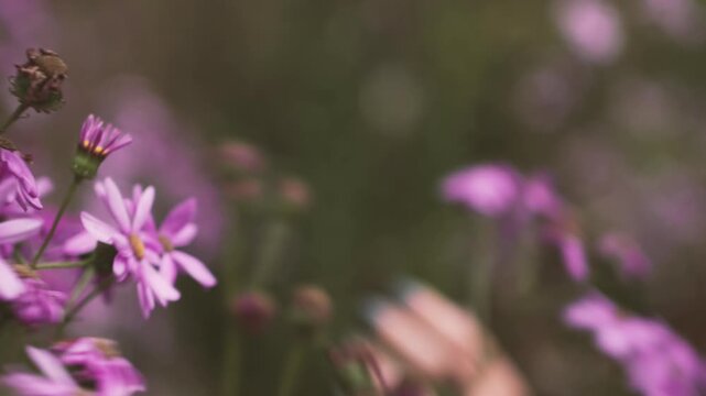 hand touching flowers
