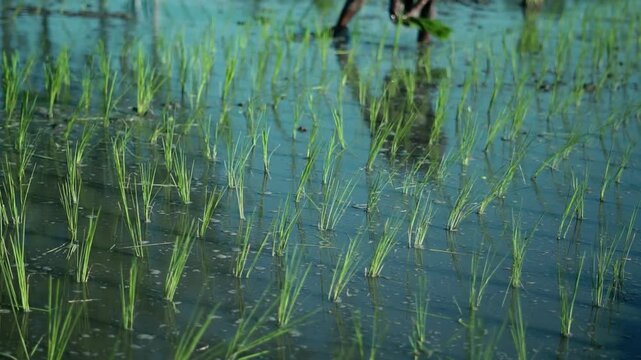 Fresh green rice sprouts planted in rows in a serene water-filled agricultural field.