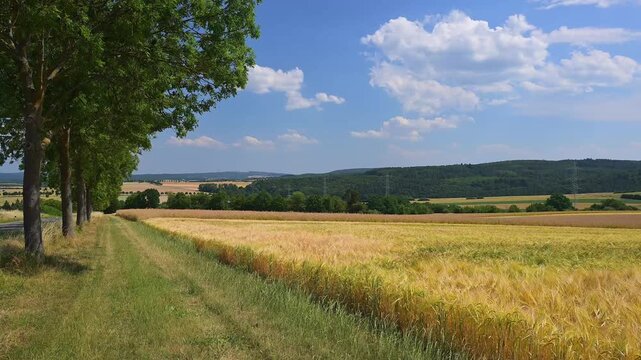 Goldenes Getreidefeld unter einem strahlend blauen Himmel mit wolkigem Horizont, Beuerbach, H&uuml;nstetten, Taunus, Rheingau-Taunus-Kreis, Hessen, Deutschland 