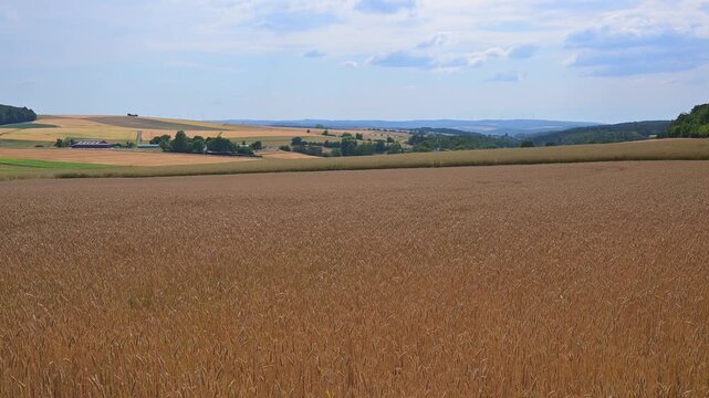 Weites Getreidefeld unter teilweise bew&ouml;lktem Himmel. Ruhige l&auml;ndliche Atmosph&auml;re mit leicht h&uuml;geliger Landschaft, Taunus, Rheingau-Taunus-Kreis, Hessen, Deutschland