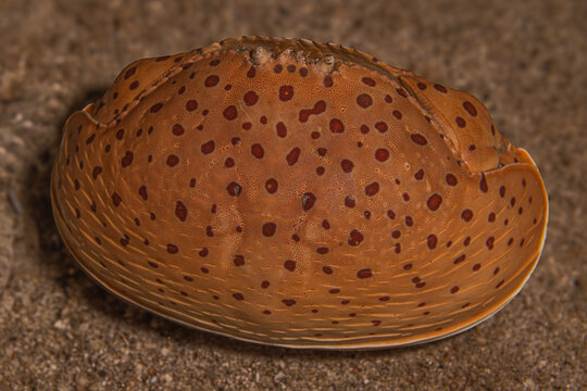 Shame-faced Crab @ Leyte, The Philippines