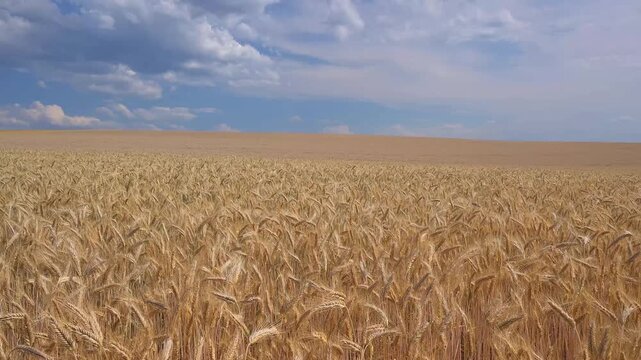 Weites Weizenfeld unter einer Mischung aus klarem und bew&ouml;lktem Himmel, Breithardt, Hohenstein, Rheingau-Taunus-Kreis, Taunus, Hessen, Deutschland