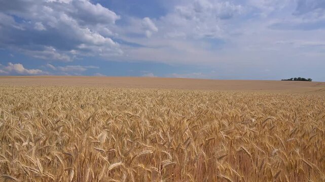 Weites Weizenfeld unter einer Mischung aus klarem und bew&ouml;lktem Himmel, Breithardt, Hohenstein, Rheingau-Taunus-Kreis, Taunus, Hessen, Deutschland