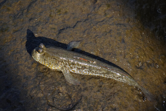 Mudskipper fish resting on wet, muddy ground near the coast. This amphibious fish, known for its ability to move on land, is photographed in natural sunlight, showcasing its unique eyes and textured s