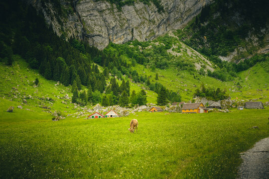 cows in the mountains