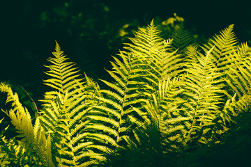 green fern leaf © Дмитро
