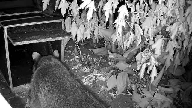 Neugieriger Waschb&auml;r, Procyon lotor inspiziert die Wildtierfalle im Garten, Nachtaufnahme