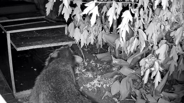 Neugieriger Waschb&auml;r, Procyon lotor inspiziert die Wildtierfalle im Garten, Nachtaufnahme