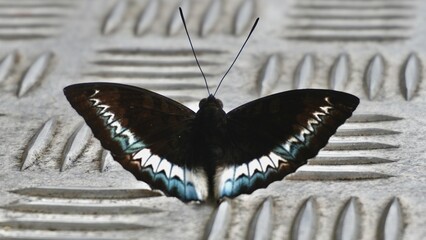Black butterfly with blue and white patterned wings spread symmetrically while resting on a textured metal surface. © Yangkasa