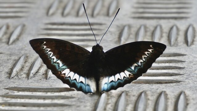 Black butterfly with blue and white patterned wings spread symmetrically while resting on a textured metal surface.