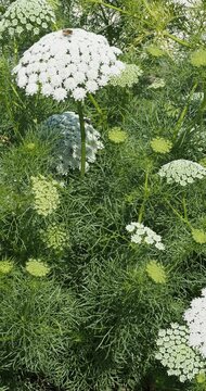 Visnaga daucoides. Toothpick-plant. Upright grooved branched stems with fine leaves, linear and dissected into lance-shaped segments. Dome-shaped inflorescence or umbels with white flowers
