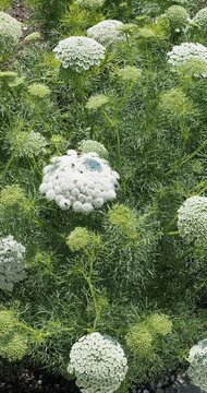 Visnaga daucoides | Toothpick-plant - Khella - Bishop's weed - Carrot toothpick. Erect stems bearing linear green leaves and white flowers in umbels, attracting pollinators with nectar and pollen 
