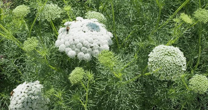 Toothpick-plant (Visnaga ou ammi daucoides) Dome-shaped umbels of white flowers and finely divided foliage on robust stems. Nectariferous plant, good for pollinators bee-friendly

