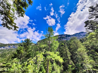 A vibrant low angle shot showcases a dense coniferous forest climbing up a steep mountain slope under a blue sky filled with white clouds. © stanhert