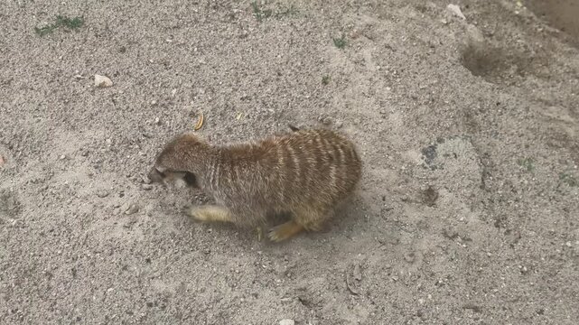 Cute meerkat digging frantically in sandy ground searching for food insects, close up view of active small mammal foraging outdoors in natural habitat stock footage