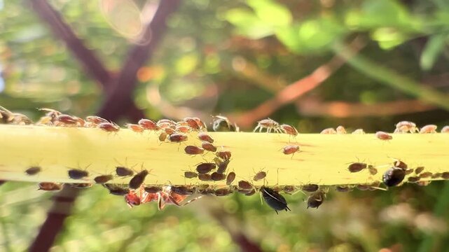 Ants tending aphid colony on green plant stem in sunny garden close up