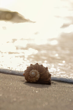 Vertical close up of seashell on beach sand with sea foam